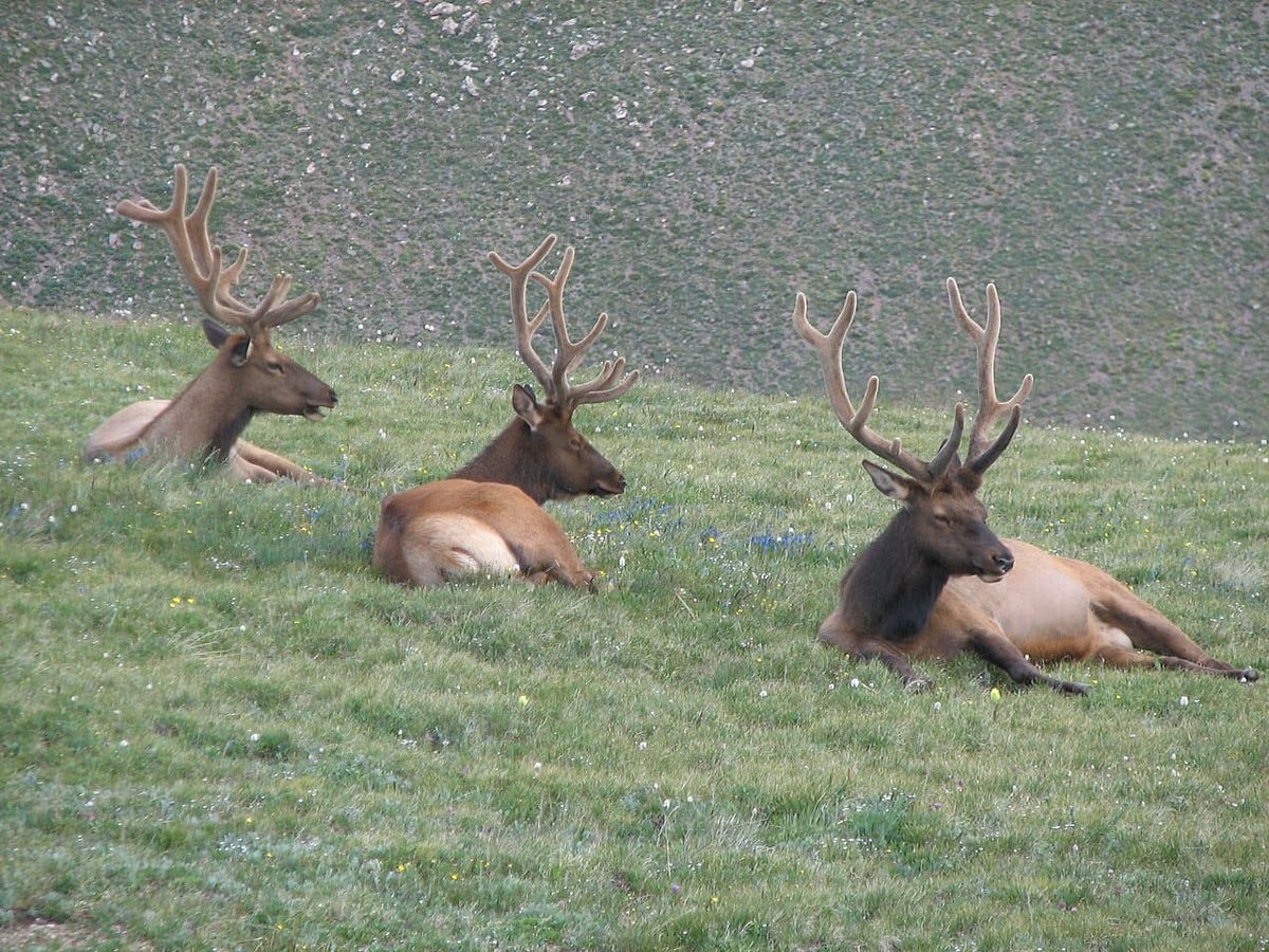 Three elk with furry antlers sit in an alpine meadow.