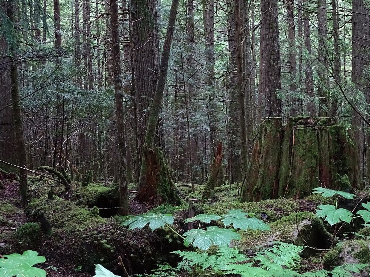 Cascadia today: PDX cop  measure falling short + can Seattle build new bus line without federal dollars? + First Nation forest center opens