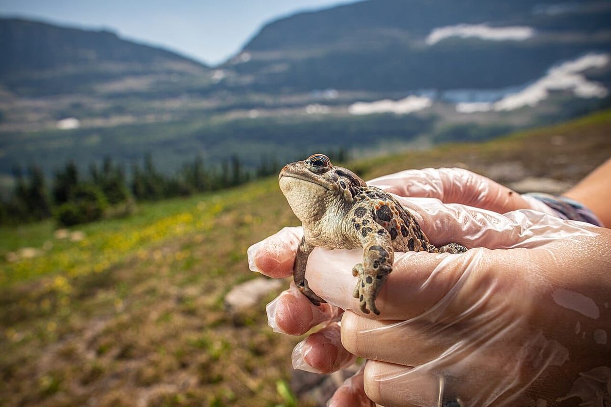 Cascadia today: Battle over US attorney is critical + nobody happy with Seattle nude beach ruling + sex lives of western toads
