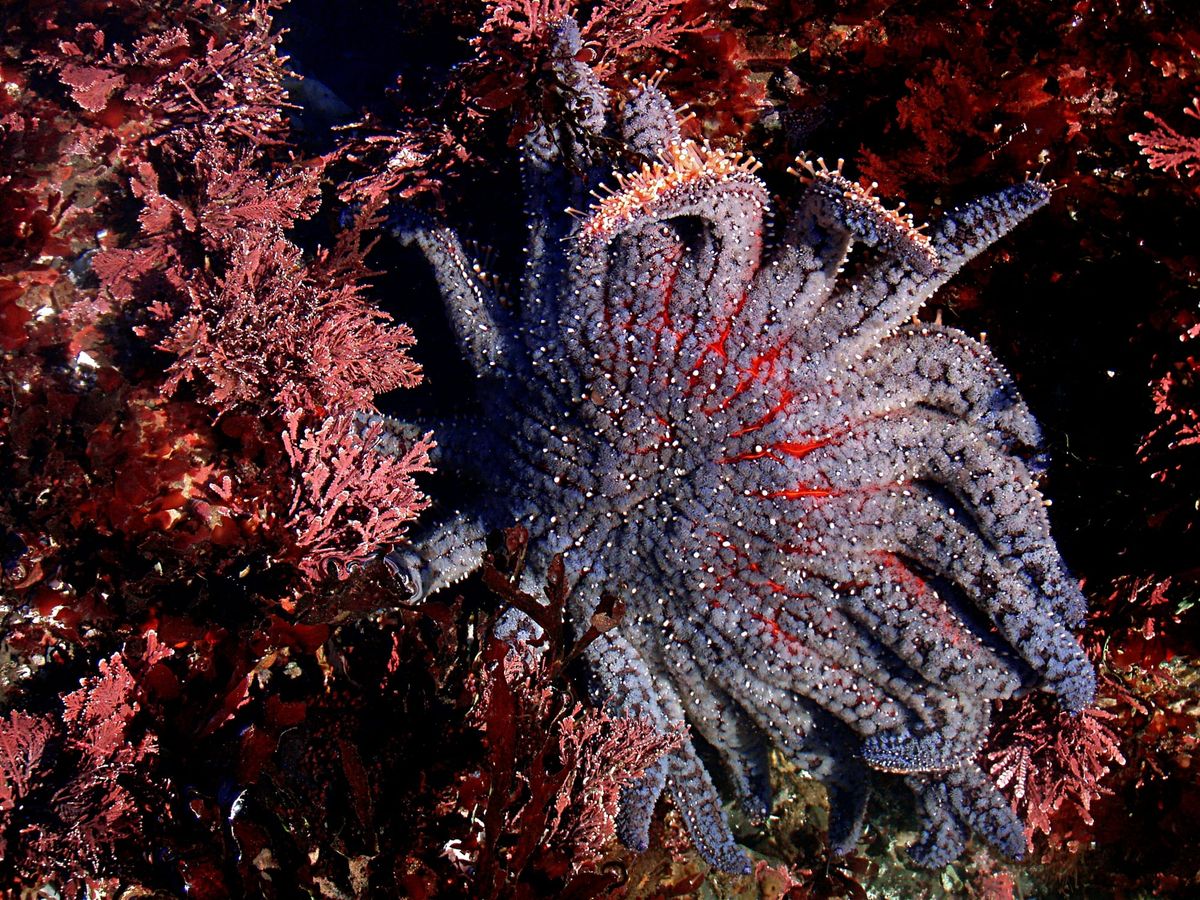 Cascadia today: Tribe works to save sunflower stars + Pike Place to be clogged with cars + BC wildfires more intense