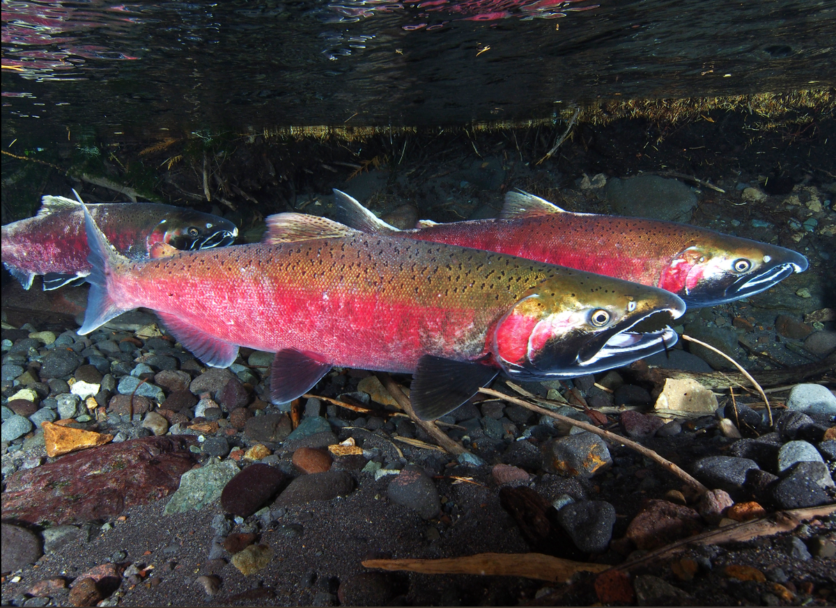 Cascadia today: ICE flies 500 people out of Seattle + 21 candidates run for 3 PDX seats + WA sues feds over endangered species act