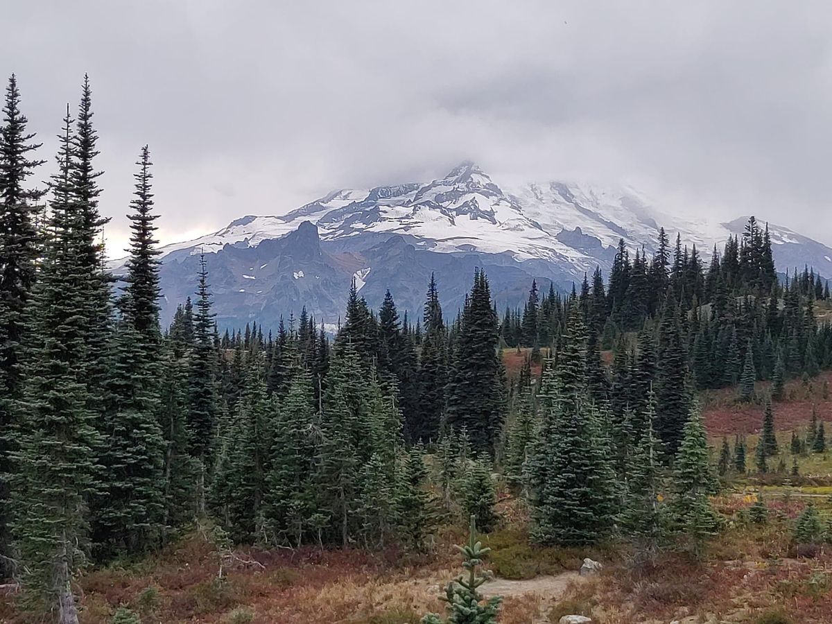 Cascadia today: Feds won't get WA voter rolls + coyotes are moving to Seattle + Indigenous climbers on Tahoma