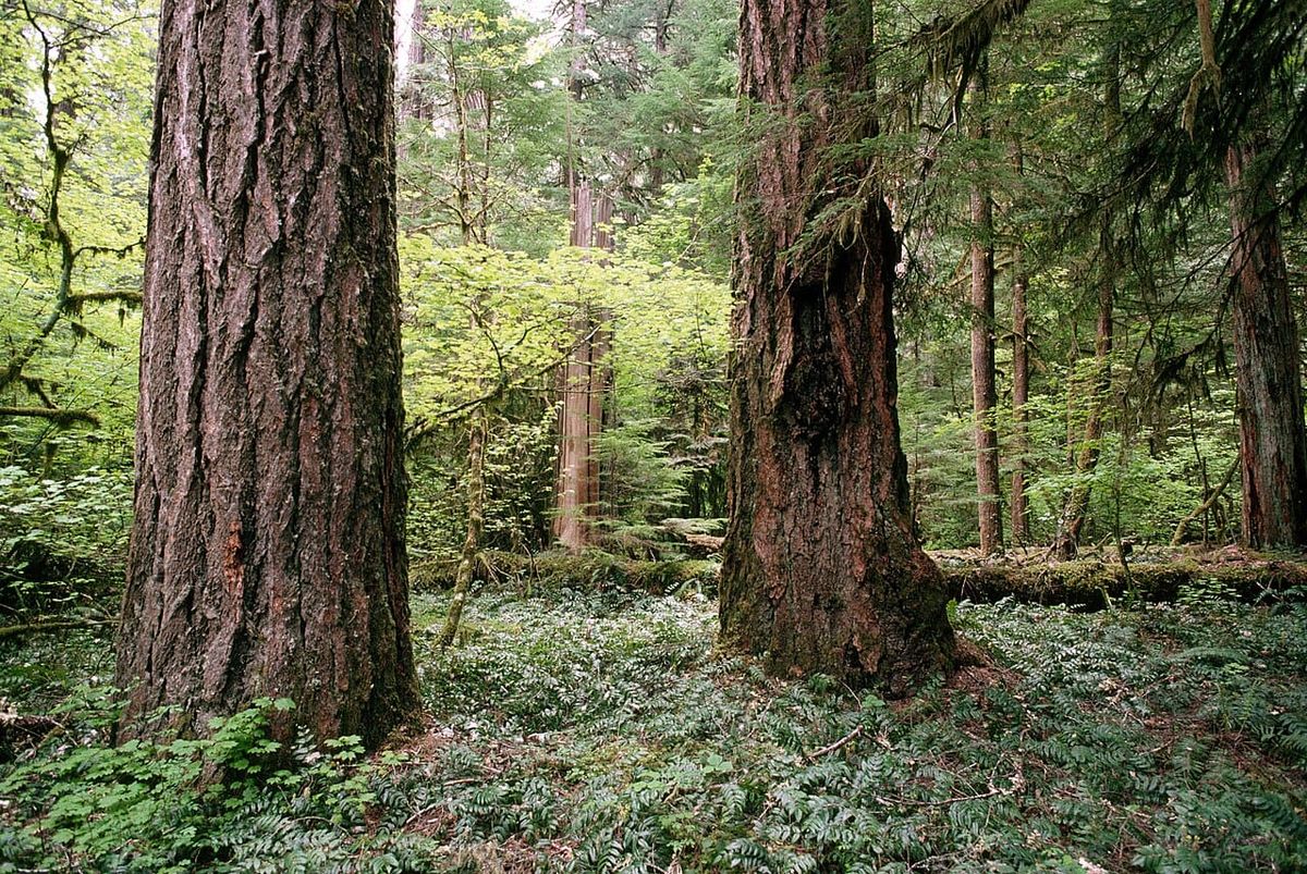 Cascadia today: Will OR put wealth tax on ballot? + Feds suspend visas for Microsoft + WA fails to protect mature forests to fund schools