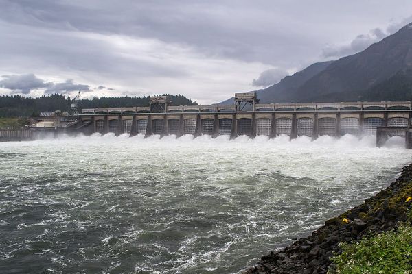 White water pours from a dozen spillways on a dam across the Columbia River.