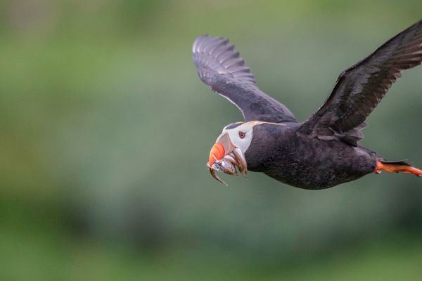 A puffin flies with several small fish in its beak.