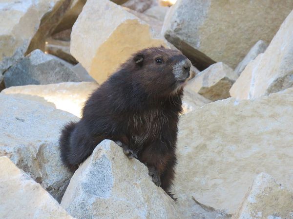 A dark brown marmot stands among a field of light gray rocks