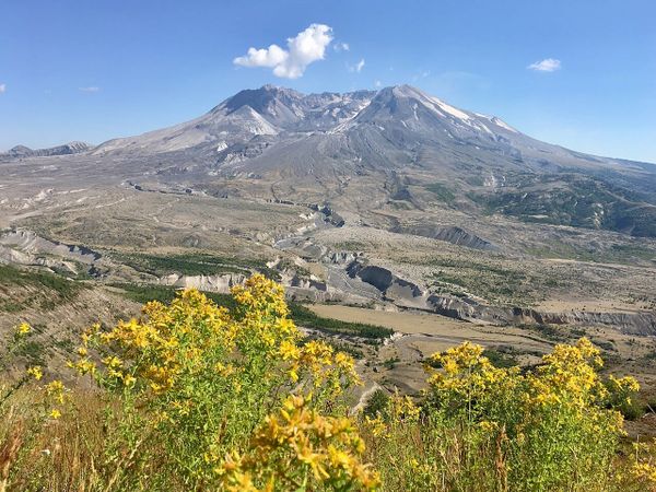 A large volcanic peak with a wide crater, with yellow wildflowers in the foreground.