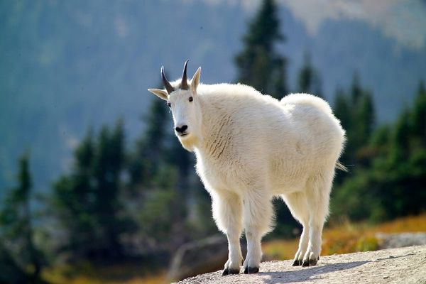 A white furred mountain goat stands on a raock with subalpine trees behind it.