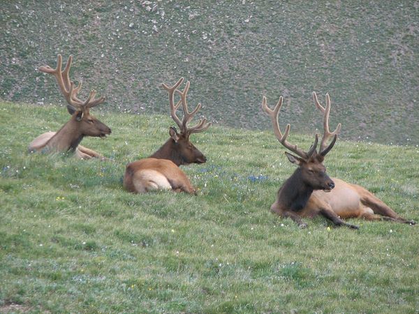 Three elk with furry antlers sit in an alpine meadow.