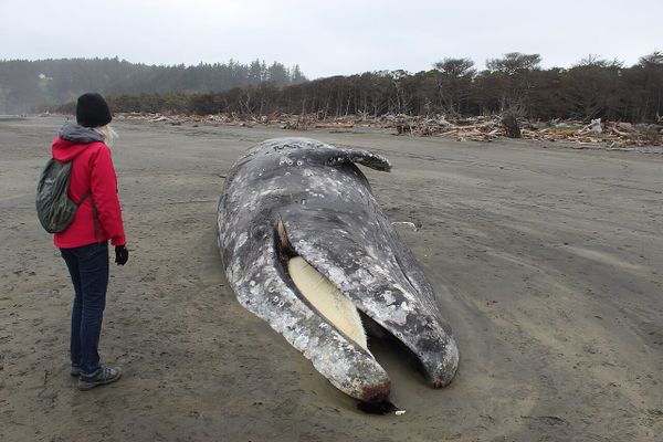 Cascadia today: Seattle limits NIMBY appeals + proposed BC pipeline faces hurdles + what's causing rise in whale deaths?