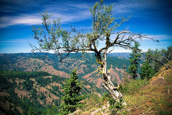 Feds want to triple logging in Oregon & SE Washington