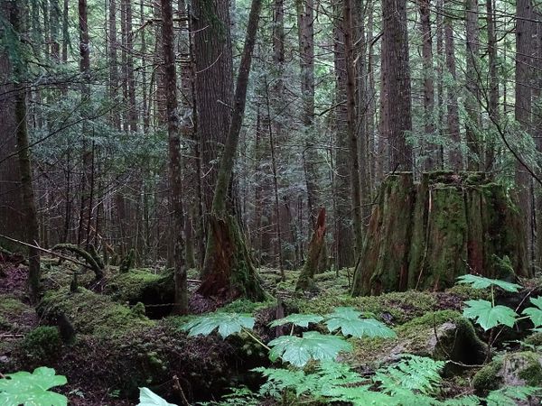 Cascadia today: PDX cop  measure falling short + can Seattle build new bus line without federal dollars? + First Nation forest center opens