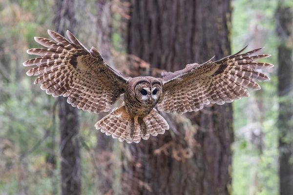 Cascadia today: No teacher strike in Seattle + spotted owl extinct in BC + last speaker of diitiidʔaaʔtx̣ dialect dies