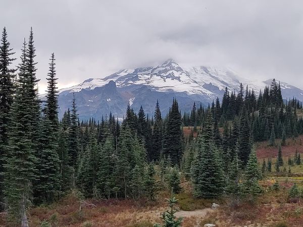 Cascadia today: Feds won't get WA voter rolls + coyotes are moving to Seattle + Indigenous climbers on Tahoma