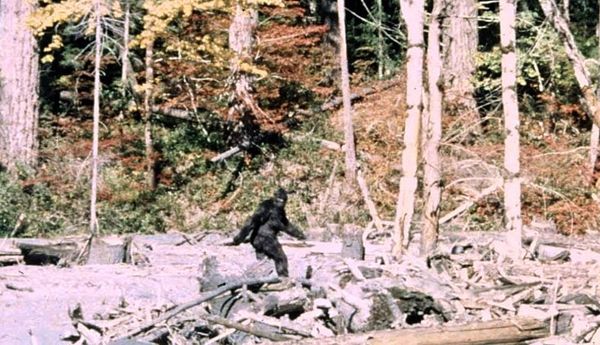 Cascadia today: ICE jail contractor awarded $1.5 billion + Seattle tries to tow its way out of homelessness + Sasquatch trackers gather useful data