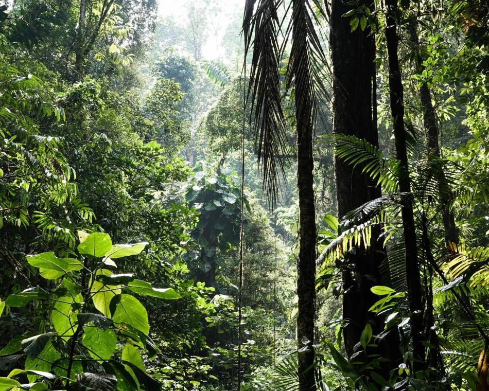 Rainforest in Costa Rica near University of Vienna's La Gamba Field Station