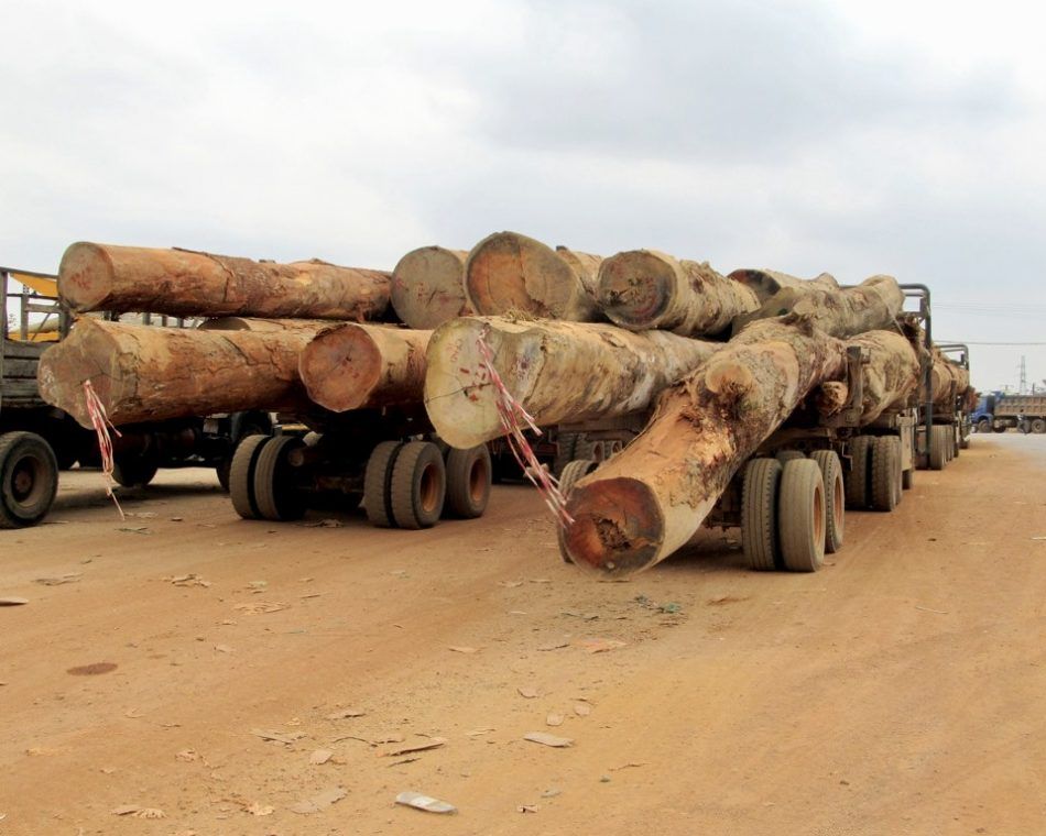 Logging of West African old growth forests in Gabon