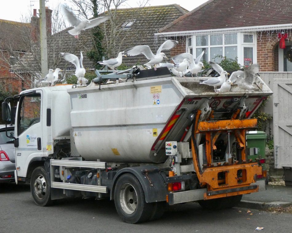Gulls flock on a garbage truck in Dorset, U.K., collecting food waste to convert to biogas and fertilizer