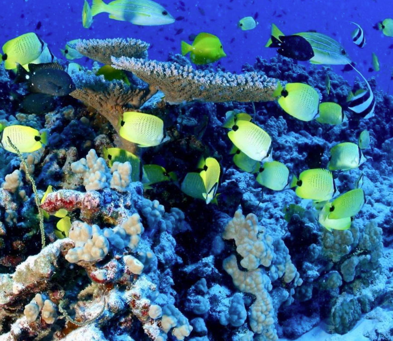 Reef fish at French Frigrate Shoals in the Papahanaumokuakea Marine National Monument