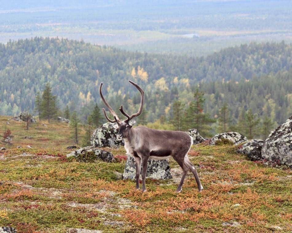 A reindeer in autumn at the top of Otsamo Fell overlooking Inari, Finland