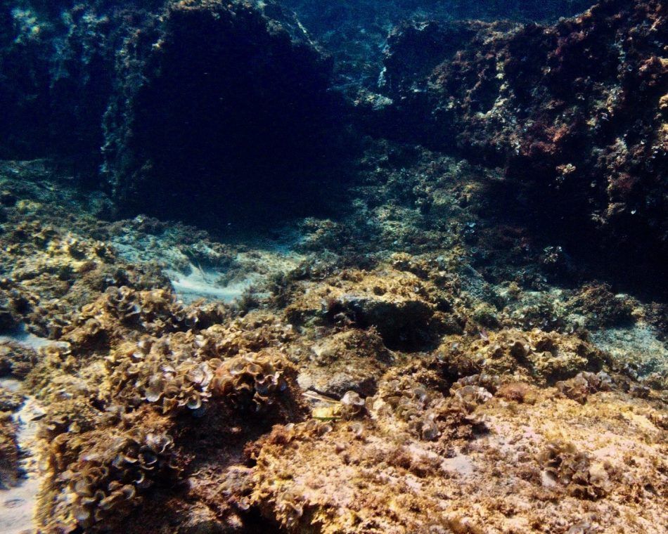 A Mediterranean seabed near the Balearic Islands archipelago