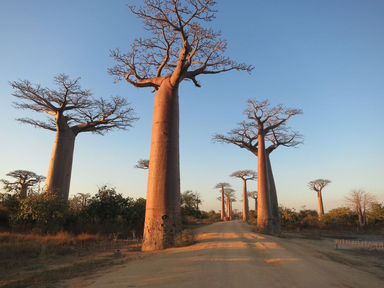The Avenue of the Baobabs in Morondava, Madagascar