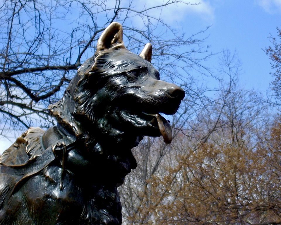 A bronze statue of Balto, a Siberian Husky and sled dog.
