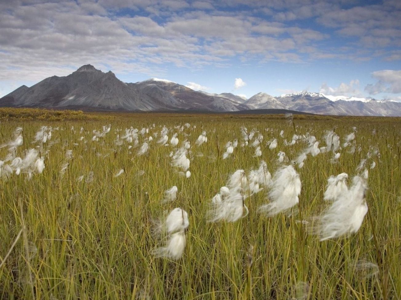 The Arctic National Wildlife Refuge in northeastern Alaska