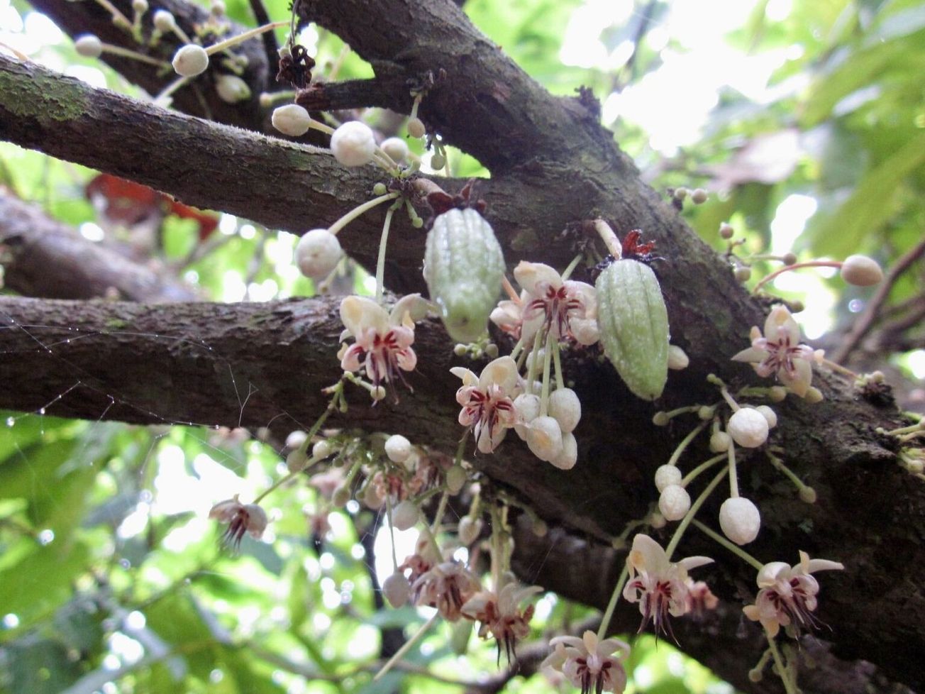 Cacao fruits growing on a tree in Ivory Coast, the world's largest cocoa producer