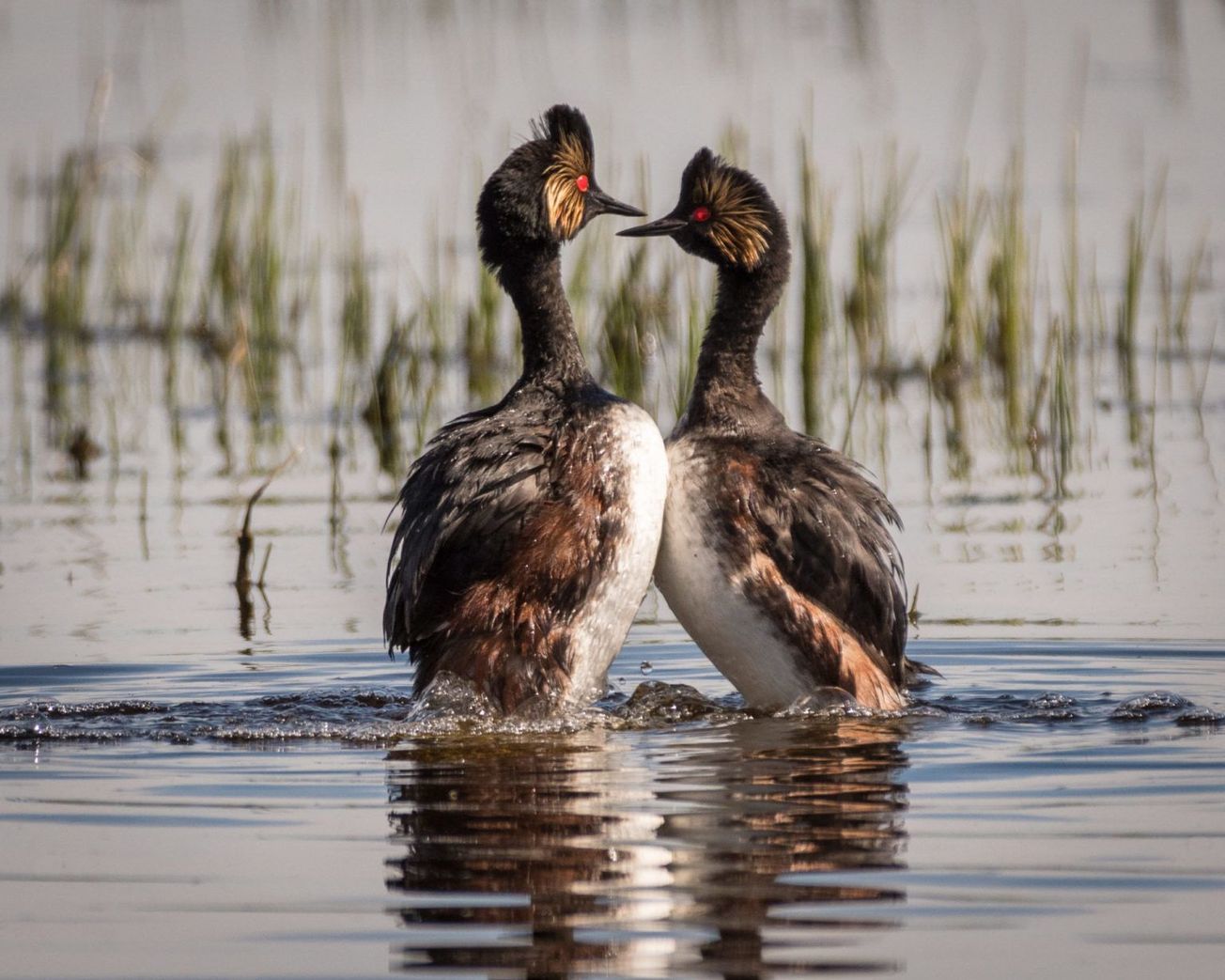 A courtship display of Eared Grebe at the Tule Lake National Wildlife Refuge in Klamath Basin, California