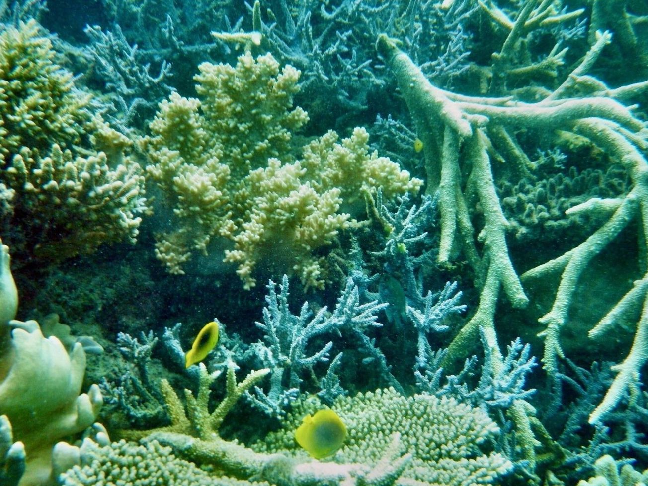 Great Barrier Reef's Eddy Reef off Mission Beach