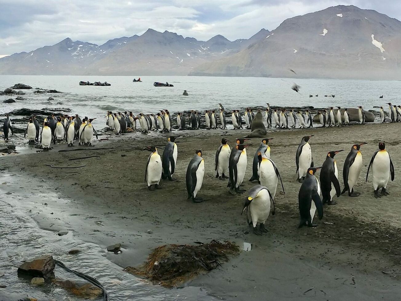 King Penguins and Southern giant petrels along the shore of Gold Harbour in the South Georgia islands
