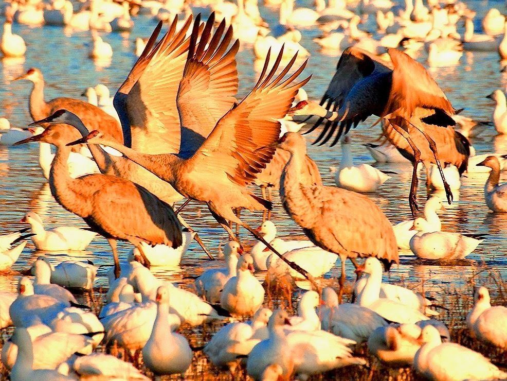 Sandhill cranes and snow geese in sunrise light at Great Sand Dunes National Park in southern Colorado