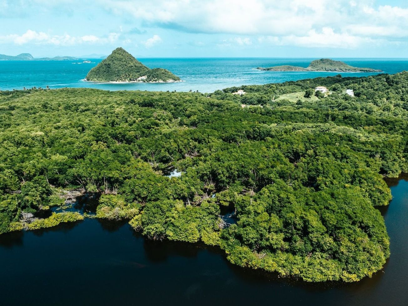 Grenada's climate adaptation projects include propagating mangrove seedlings in low-lying coastal areas.