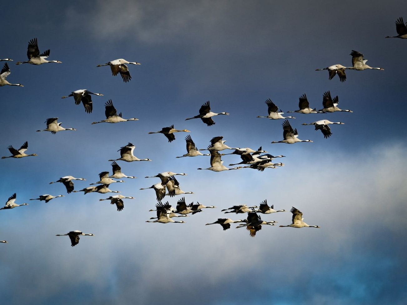 A U.N. treaty covers 1,189 species in need of international protection. 