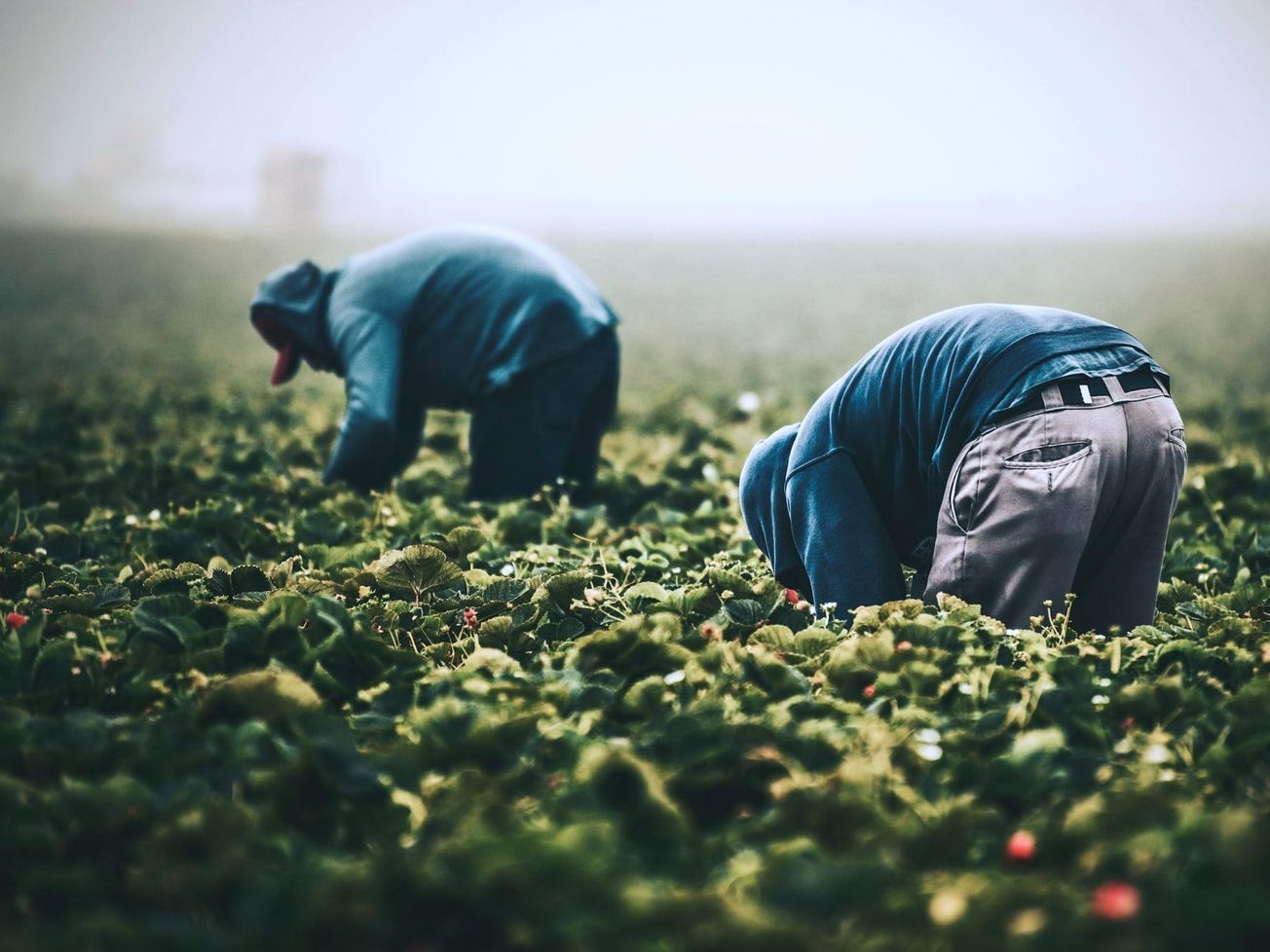 Agriculture is one of four work sectors with the most forced labor.