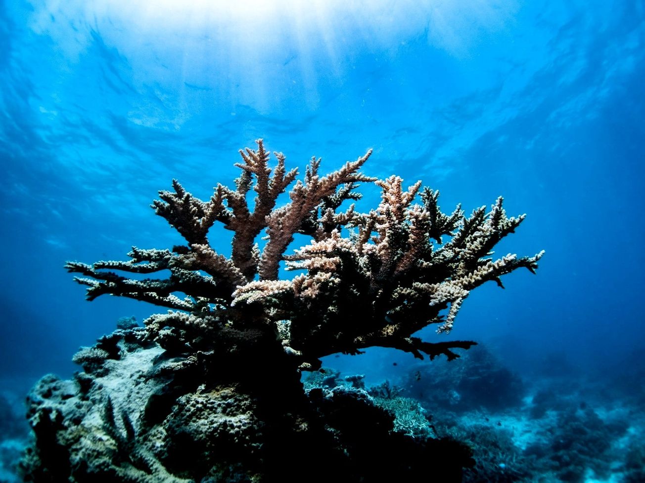 Corals have undergone two global bleaching events in the last decade. 