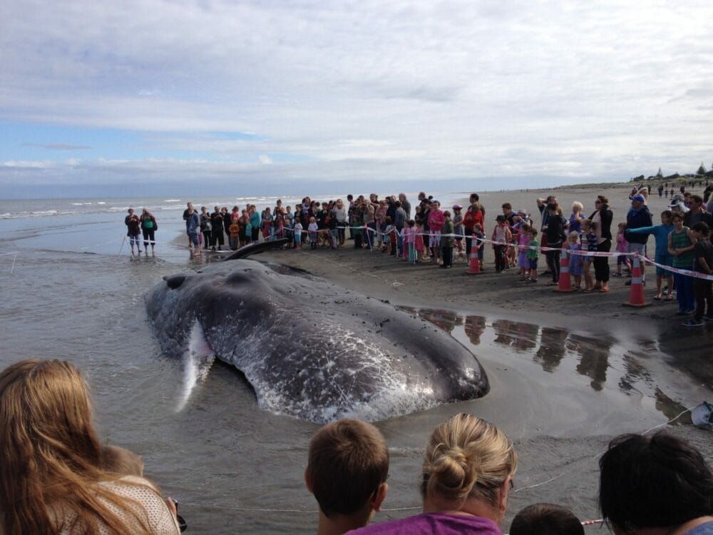 Whale beaching in Wellington, New Zealand.