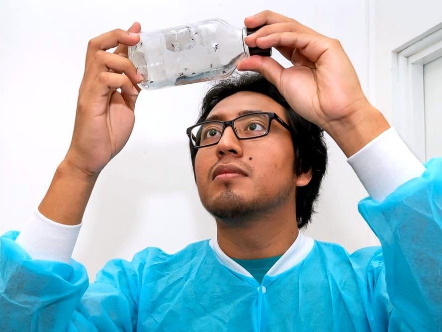  research assistant in Guatemala City inspects Aedes aegypti mosquitoes.