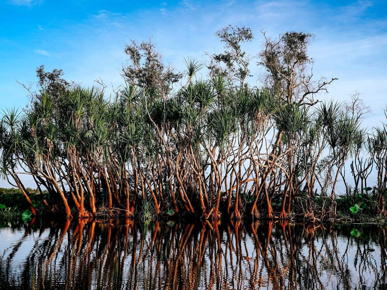 Australia's Kakadu National Park is home to 30 species of mangroves. 