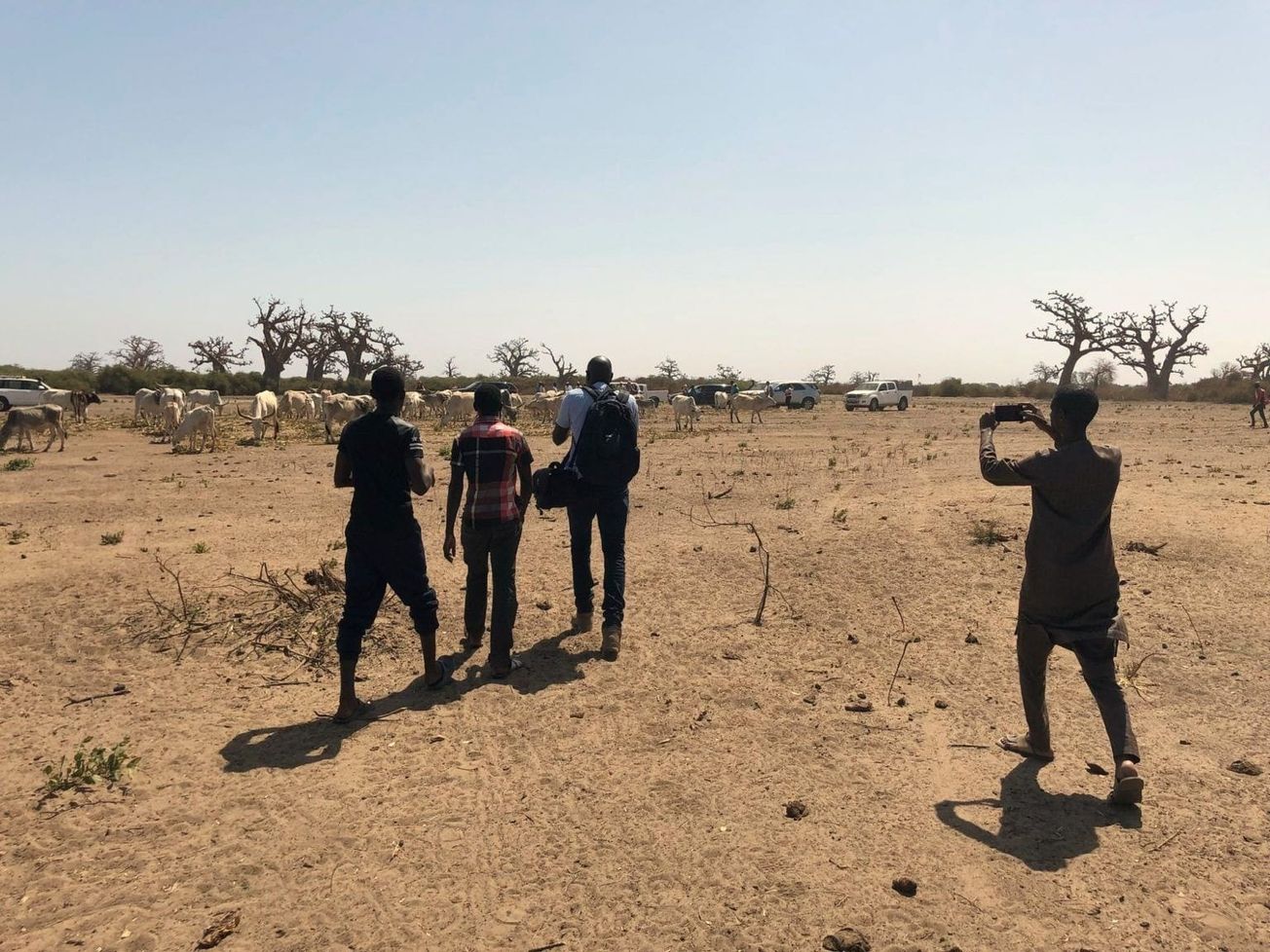 Cattle farmers in Senegal's Niayes region