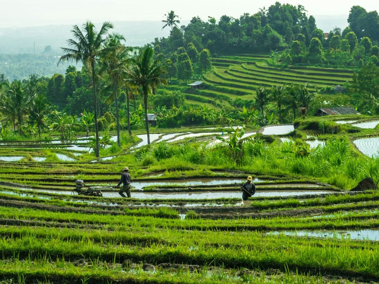 Rice fields in Bali, Indonesia