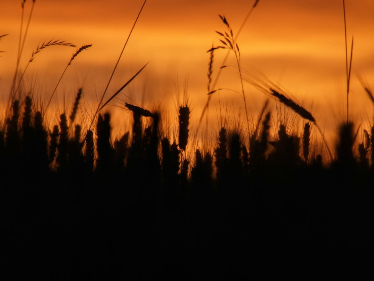 U.N.-brokered Black Sea grain deal extended for at least two months