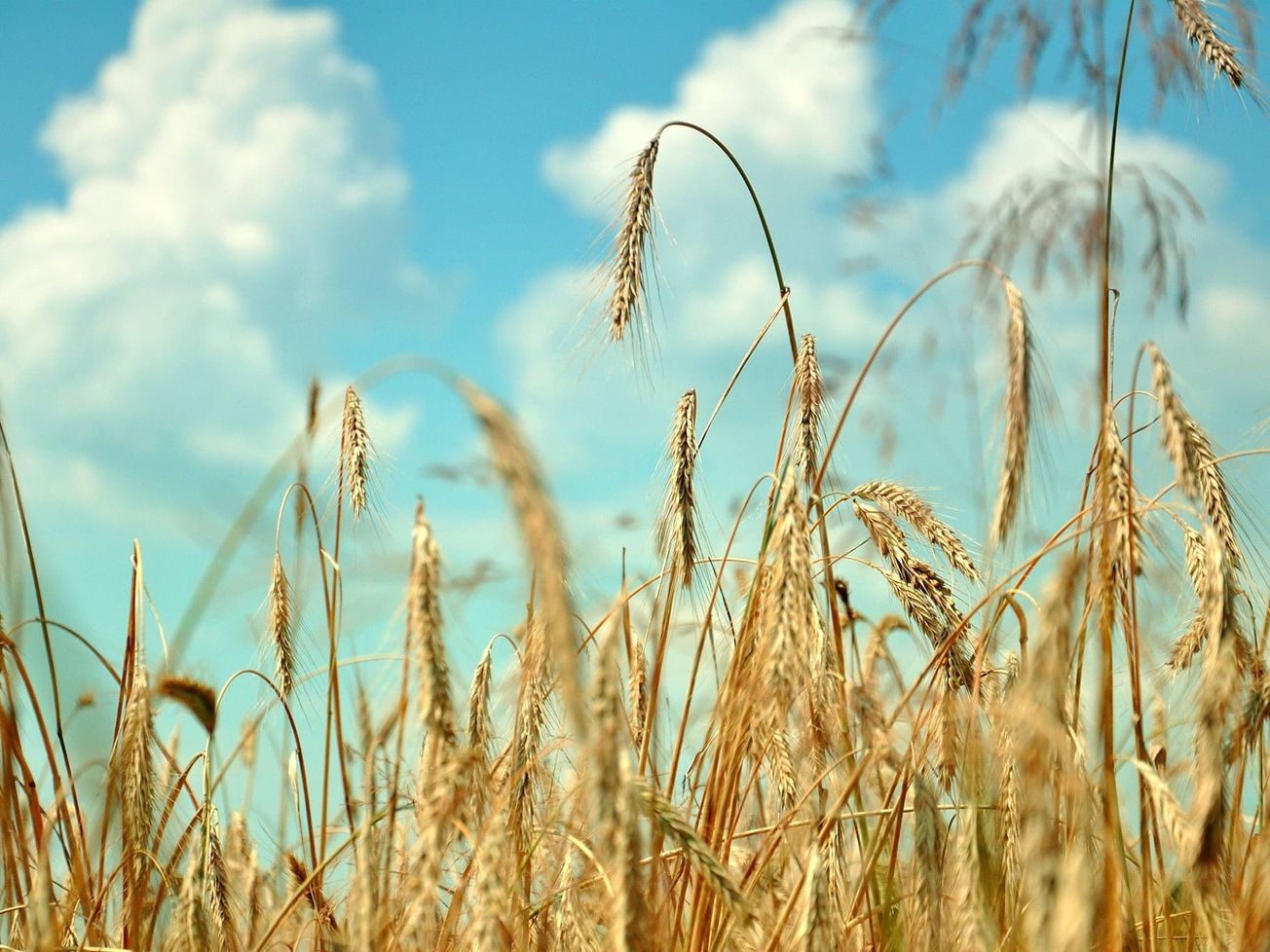 Wheat fields in Ukraine