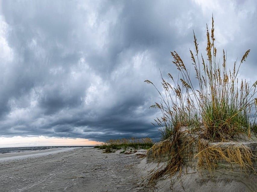 Sea oats planted on coastal islands help protect dunes from rising sea levels.