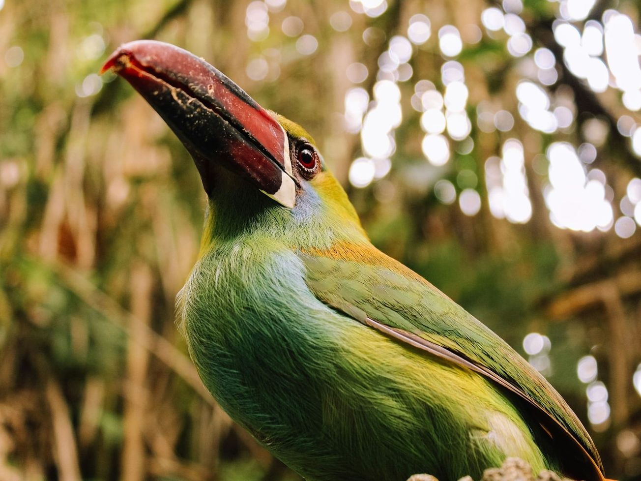 A crimson-rumped toucanet in the wild at Risaralda, Colombia