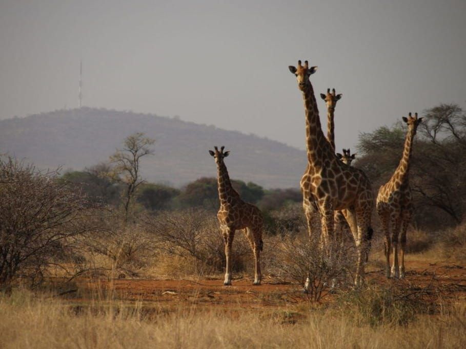 Giraffes in the savanna of southern Africa