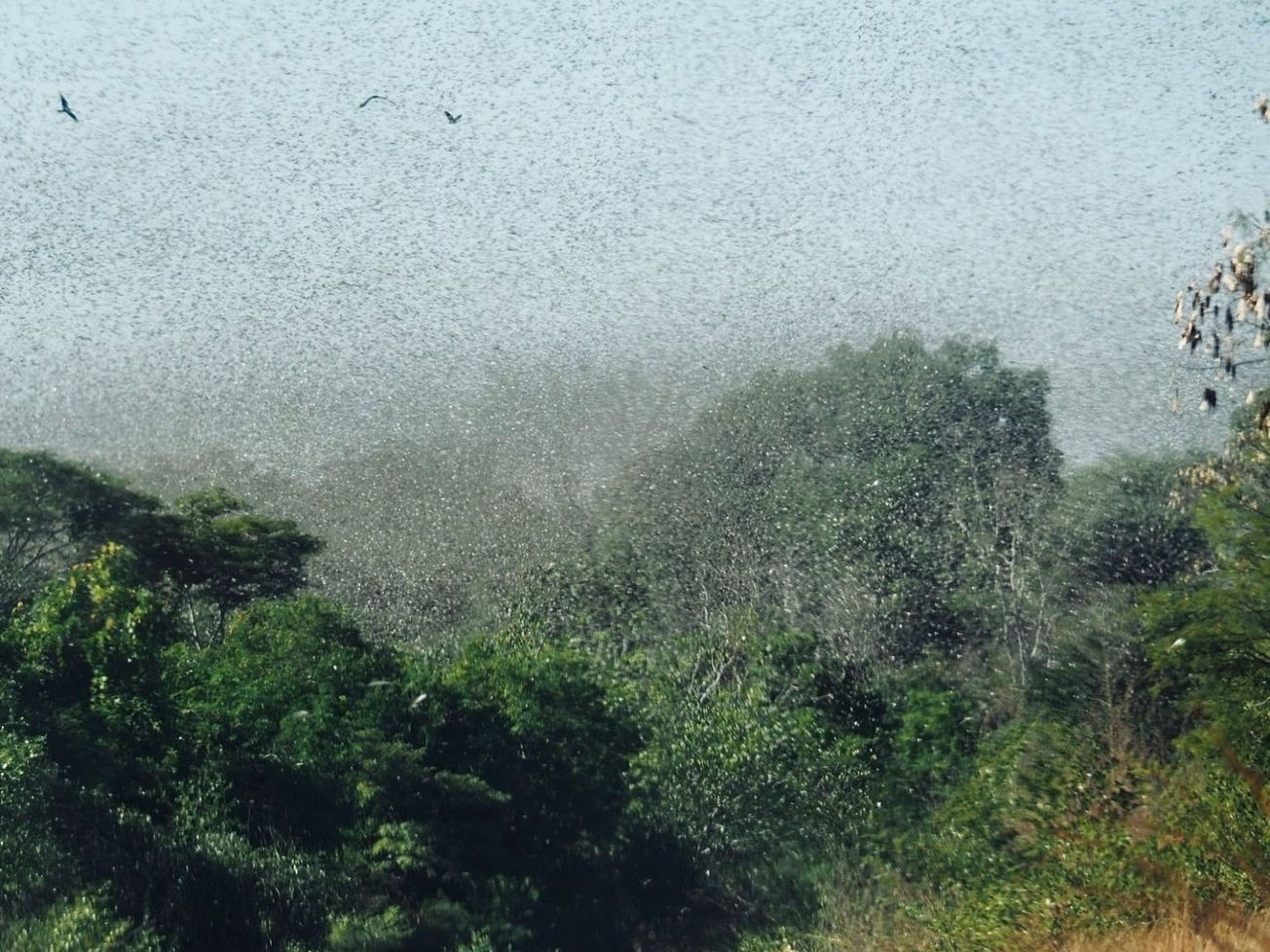 A locust swarm in Madagascar in 2016