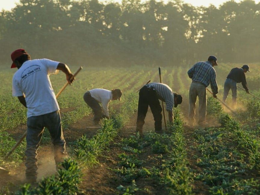 Migrant workers in California