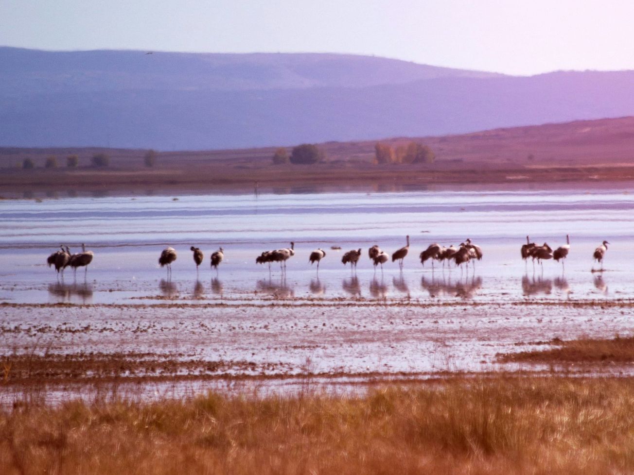 COP16 biodiversity talks in Rome led to a funding deal for nature restoration in developing countries.